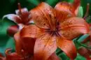 Tiger Lily