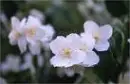 Orange Blossom