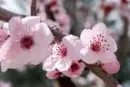 Cherry Blossoms