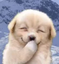 puppy..