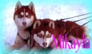 Mikayla- Husky