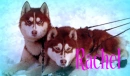 Rachel- Husky