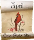 ohio state bird cardinal scroll april
