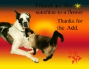 Friendship Thanks 
