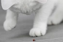 cute playing cat