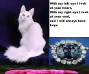 Cat with hope diamond.