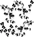 flower prints.