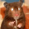 Rat