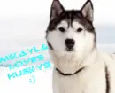 Mikayla Loves Huskys- Husky