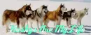 Huskys Are My Life