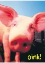 Oink Oink Oink Oink!!!!!!!!!!!!