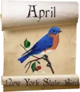 new york state bird eastern bluebird scroll april