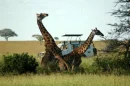 animals