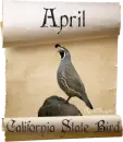 california valley quail state bird scroll april
