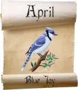 blue jay scroll april