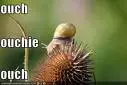 Poor snail on cactus