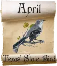 mockingbig texas state bird scroll april