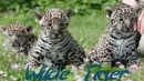 Wilde Tiger :)