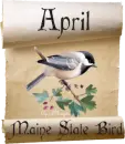 chickadee maine state bird scroll april