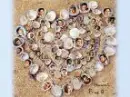 Seashell Heart