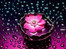 lotto flower