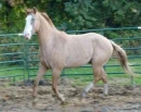 horses
