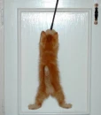 Kitten