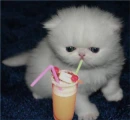 Kitten