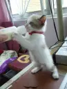Kitten
