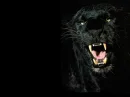 black panthar