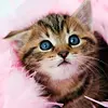 Kitty