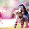 Kitty