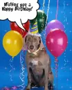 happy birthday dog