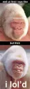 gorilla 