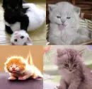 Kitten bg