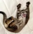 kitty cute! :P