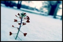 I lowe you <3