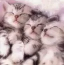 sleepies