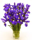 flowers for everyone