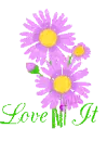  ~ Pink Daisies ~Love It