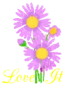 ~ Pink Daisies ~ Love It