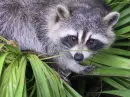 Raccoon