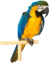A BIRD