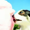 dog and ice cream