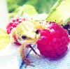 Newt and berries