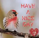 nice day