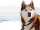 Husky
