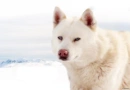 Husky