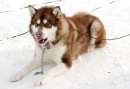 Husky