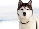Husky